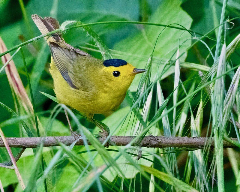 Wilson's Warbler at San Jose Creek by Sue Cook is icensed under CC BY-SA 2.0.